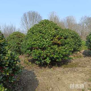 0.1公分无刺枸骨