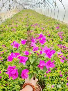 高度40厘米三角梅