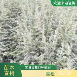 高度70厘米雪松小苗