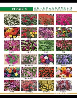 高度40厘米丰花月季