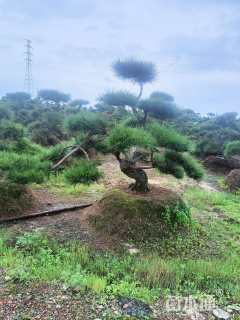 高度200厘米黑松