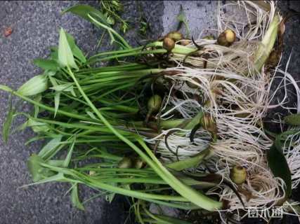 高度20厘米马蹄莲