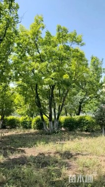 高度500厘米丛生蒙古栎