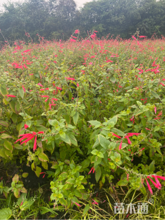 高度45厘米朱唇