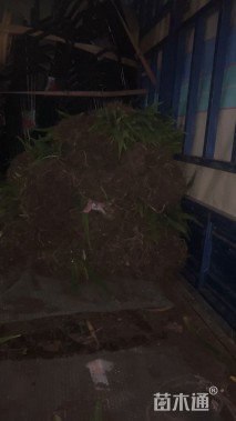 高度40厘米八角金盘