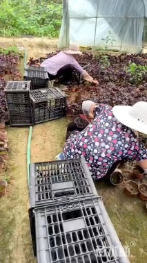 高度10厘米紫叶酢浆草