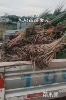 高度30厘米风车草