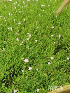 高度30厘米美丽月见草