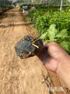 高度33厘米三角梅