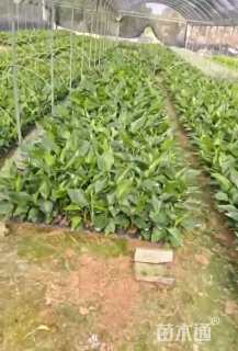 高度30厘米天堂鸟