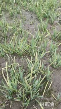 高度20厘米水生鸢尾