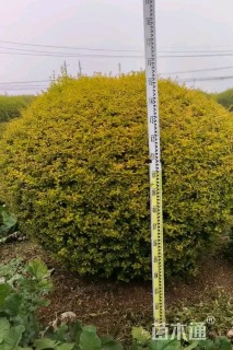 冠幅200厘米金冠女贞球