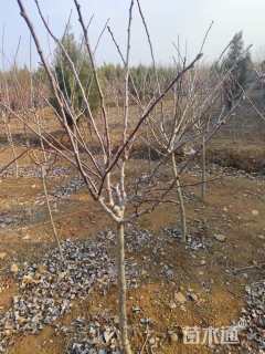 2公分山楂树
