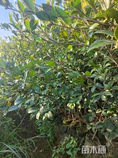 高度40厘米油茶