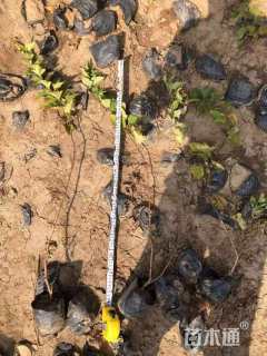 高度100厘米金叶风箱果