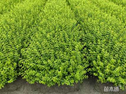 高度40厘米金禾女贞