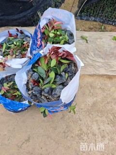 0.1公分红叶石楠