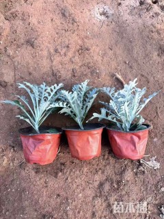 高度10厘米银叶菊