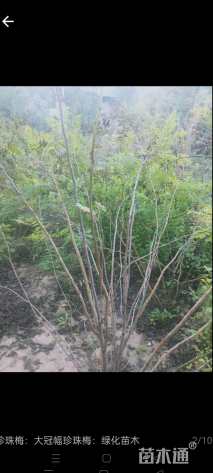 高度90厘米珍珠梅