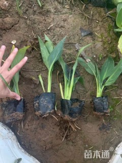 高度20厘米水生美人蕉