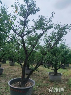 15公分造型红梅