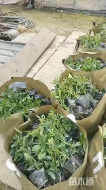 高度30厘米鸭脚木