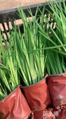 高度20厘米水生鸢尾