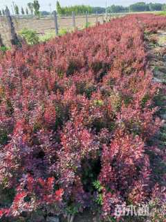 高度80厘米红叶小檗