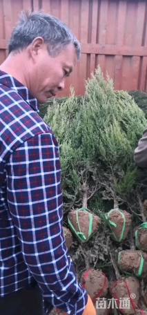 高度150厘米塔柏