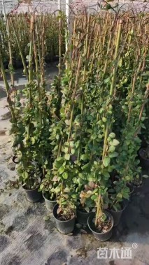 100厘米风车茉莉