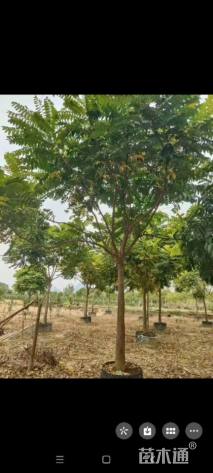 12公分麻楝