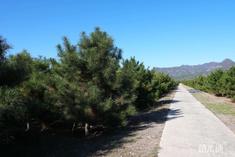 高度400厘米油松