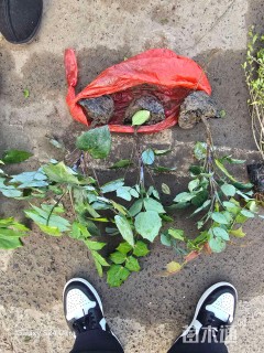 高度30厘米阔叶十大功劳