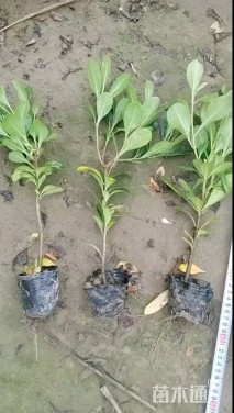 高度30厘米海桐