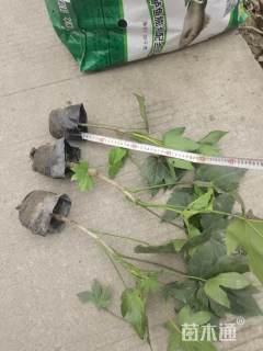 高度25厘米八角金盘