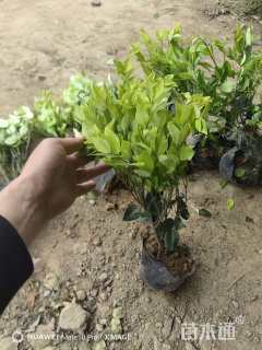 高度50厘米金森女贞