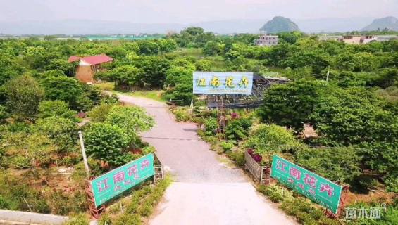 10公分红花鸡蛋花