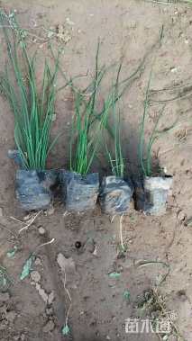 高度15厘米葱兰