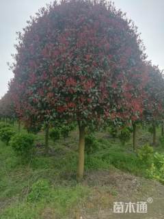 15公分高杆红叶石楠