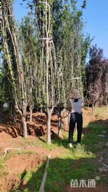 12公分西府海棠