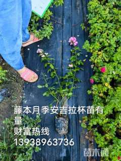 主蔓长40厘米藤本月季