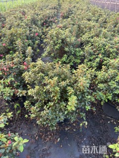 高度50厘米杜鹃