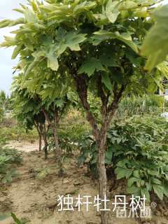 高度100厘米牡丹