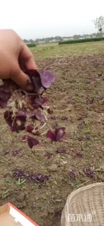 15厘米紫叶酢浆草