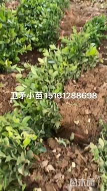 高度10厘米卫矛小苗