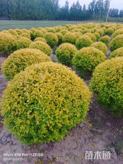 冠幅150厘米金叶榆球