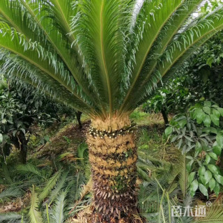 裸干高10厘米苏铁