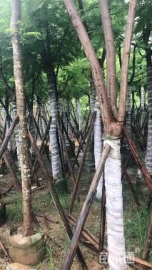 12公分凤凰木