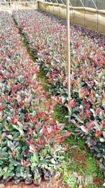 0.3公分红叶石楠