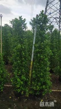 高度160厘米火山榕